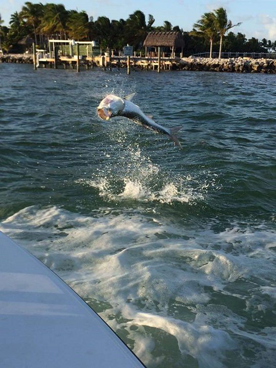 Florida Keys Fish Jumping